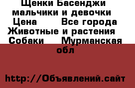 Щенки Басенджи ,мальчики и девочки › Цена ­ 1 - Все города Животные и растения » Собаки   . Мурманская обл.